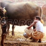 A Gujjar with his buffalo, Patoki, Punjab, November 3, 2014