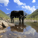 A bull Zhou drinking, Rattu Valley, Astore, Gilgit-Baltistan, August 5, 2017