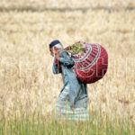 A farmer in fields, Larkana, Sindh, December 25, 2015