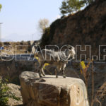 A goat, Hunza, Gilgit-Baltistan, November 5, 2016