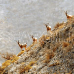 A group of Ibex, Thana Boola Khan, Kirthar National Park, Sindh, December 29, 2012