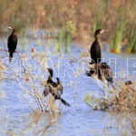 A group of Pygmy Cormorants, Chutiari Lake, Mirpur, Sindh, December 28, 2012