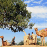 A group of camels on a well, Chachro, Thar, Sindh, December 29, 2015