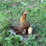 A hen with her chick, Basha Valley, Gilgit-Baltistan, September 23, 2014