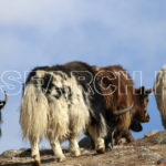 A herd of Yacks, Khunjrab National Park, Gilgit-Baltistan, November 11, 2016