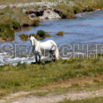 A horse, Deosai National Park, Gilgit-Baltistan, September 21, 2014