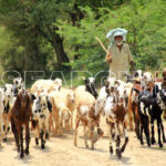 A man along with his herd, Attock, Punjab, August 20, 2014