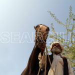 A proud man with his horse, D I Khan, KP, November 10, 2015