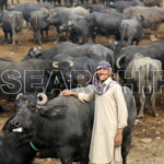 A proud young man and buffalos, Dadu, Sindh, January 1, 2017