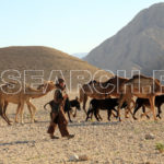 A sheperd with his camels, BA shepherd with his camels, Bolan Pass, Balochistan, March 29, 2015