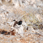 A sparrow, Kirthar National Park, Sindh, December 29, 2012