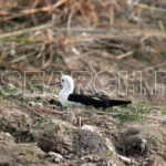 A stilt nesting, Jacobabad, Sindh, December 26, 2015