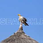 A wild Vulture on a house, Chachro, Thar, Sindh, December 28, 2016