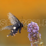 A wild black Butterfly, Bhurban, Punjab, July 28, 2012