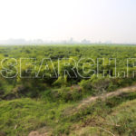 Agriculture land, Dadu, Sindh, December 30, 2016