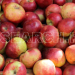 Apples, Hunza, Gilgit-Baltistan, November 5, 2016