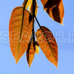 Autumn, Peshawar, KP, April 14, 2012