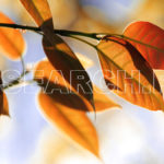 Autumn is brown, Peshawar, KP, April 14, 2012