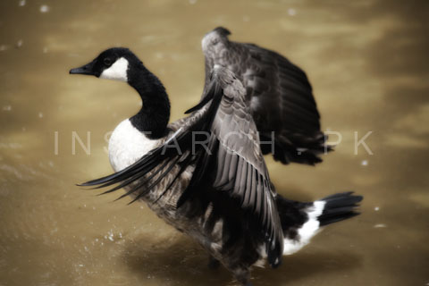 Gooses - Insearch.pk