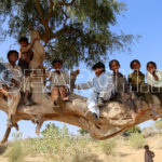 Boys on a horizontal tree, Chachro, Thar, Sindh, December 27, 2016