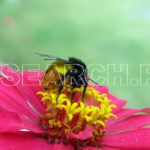 Bumble Bee, Abbottabad, KP, August 23, 2007