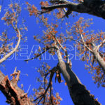 Bunch of trees, Peshawar, KP, December 18, 2012