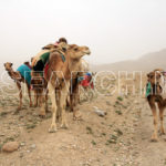 Camel Caravan, Ziarat, Balochistan, March 28, 2015