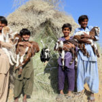 Children with goats, Chachro, Thar, Sindh, December 27, 2016