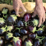 Collecting eggplant, Dadu, Sindh, December 30, 2016