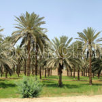 Date Palms, Khiarpur, Sindh, April 10, 2015