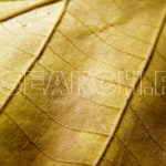 Dried leave, Peshawar, KP, April 24, 2008