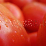 Fresh Tomatoes, Peshawar, KP, October 14, 2009