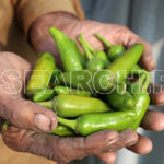 Green Chilies, Dadu, Sindh, December 30, 2016