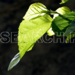 Green leaves and branches, Haripur, KP, March 07, 2010