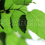 Green leaves and branches, Peshawar, KP, April 14, 2012