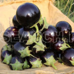 Heap of eggplants, Dadu, Sindh, December 30, 2016