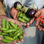 Holding mix vegetable, Dadu, Sindh, December 30, 2016