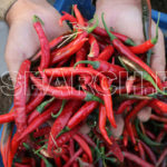 Holding red Chilies, Timergera, KP, October 29, 2016