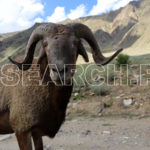 Mountain goat, Ropal Valley, Astore, Gilgit-Baltistan, August 29, 2016