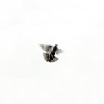 Pigeon in flight, Gujrat, Punjab, January 22, 2012