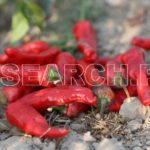 Red Chilies, Dadu, Sindh, December 30, 2016