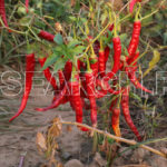Red Chilies, Timergara, Dir, KP, October 29, 2016