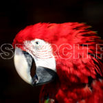 Red Macaw resting, February 11, 2017