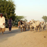 Shepherd family with cows, Rahim Yar Khan, Punjab, April 11, 2014