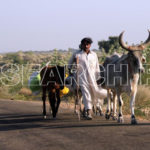 Shepherd with Nangar Parkar Cows, Thar, Sindh, December 31, 2012