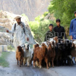 Shepherds with a goat herd, Skardu, Gilgit-Baltistan, July 2, 2015