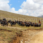 Shepherds with their animals, Deosai National Park, Gilgit-Baltistan, July 6, 2015