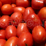 Tomatoes, Peshawar, KP, September 12, 2016