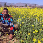 A farmer in mustard field, Haripur, KP, February 16, 2016