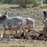 A farmer ploughing the land, Mirpur, Sindh, December 28, 2012